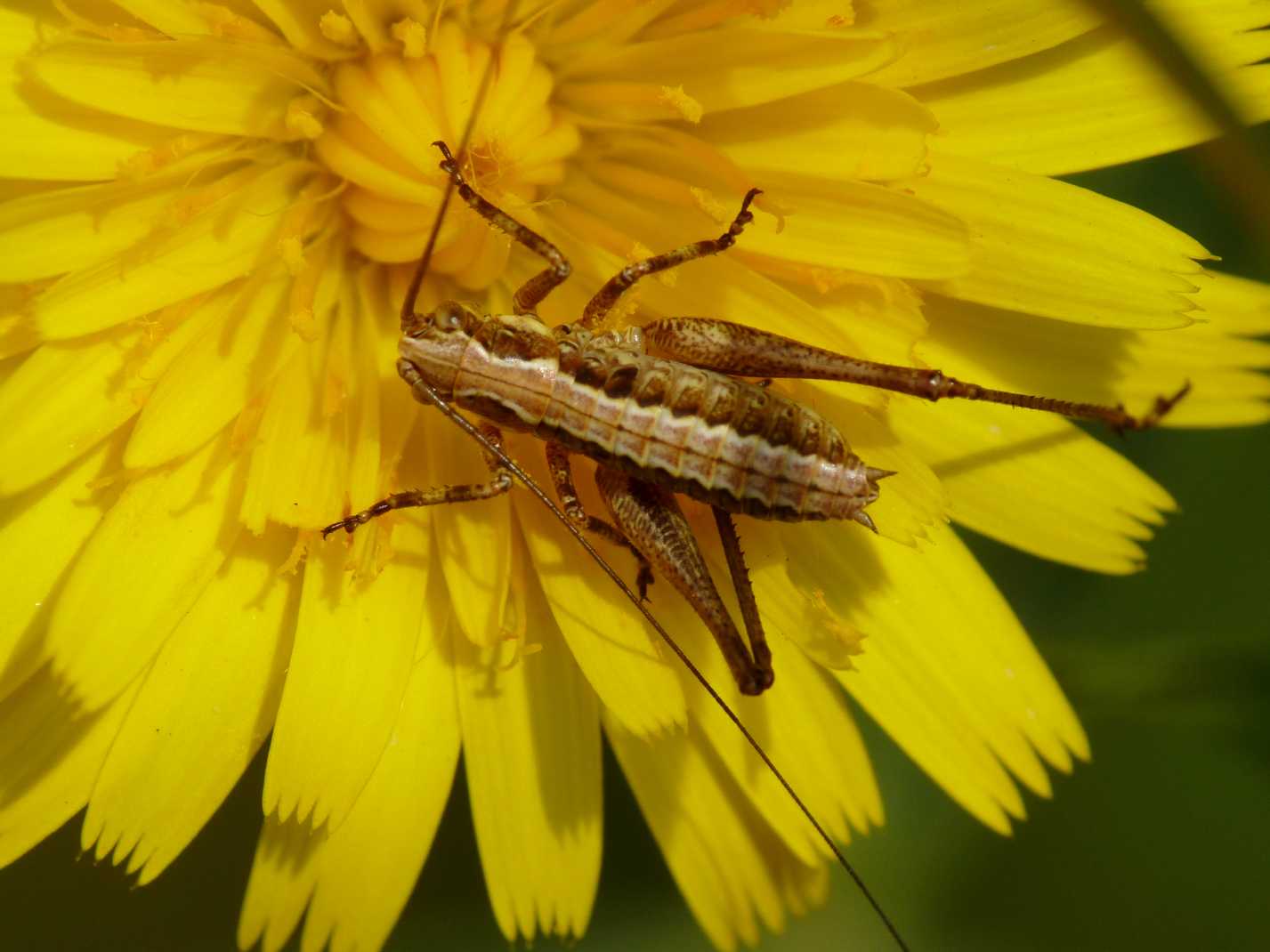 Tettigonia su papavero